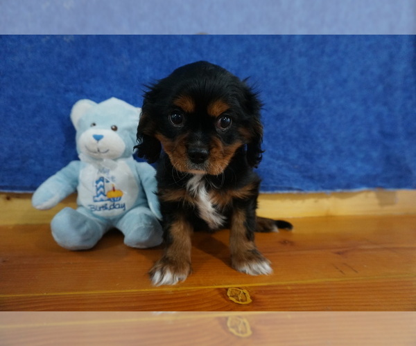 Medium Photo #6 Cavalier King Charles Spaniel Puppy For Sale in CHILTON, WI, USA