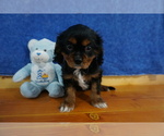 Small Photo #6 Cavalier King Charles Spaniel Puppy For Sale in CHILTON, WI, USA