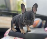 Puppy Puppy 3 French Bulldog