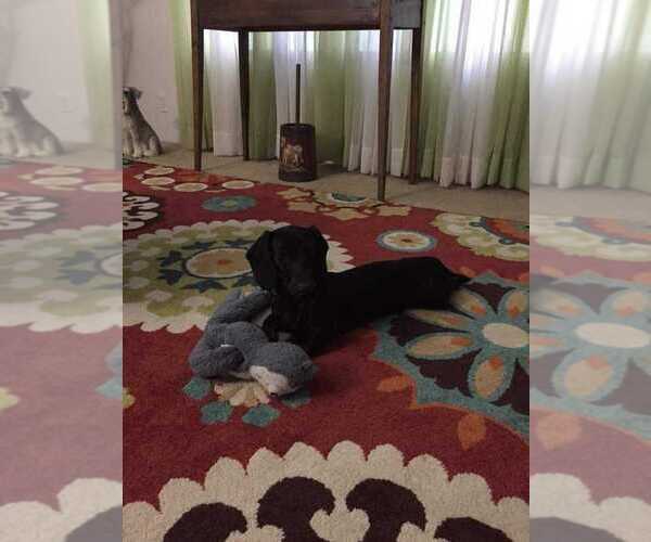 Medium Photo #1 Dachshund Puppy For Sale in TITUSVILLE, FL, USA
