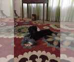 Small Photo #1 Dachshund Puppy For Sale in TITUSVILLE, FL, USA