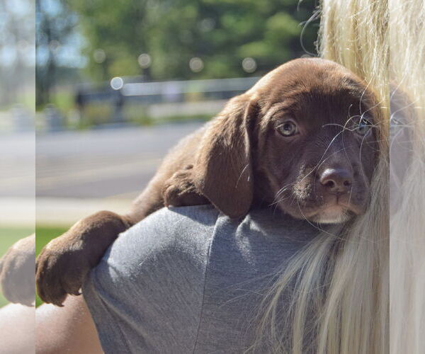 Medium Photo #6 Sheprador Puppy For Sale in Huntley, IL, USA