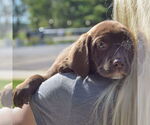 Small #5 Sheprador