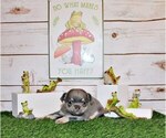 Small Photo #24 Chihuahua Puppy For Sale in CHARLESTON, AR, USA