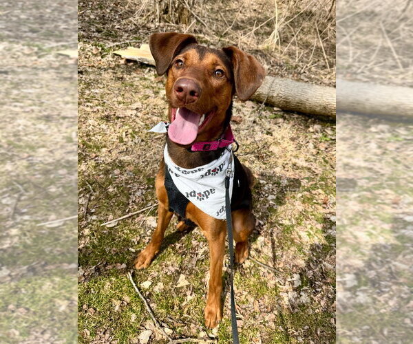 Medium Photo #9 Doberman Pinscher-Unknown Mix Puppy For Sale in Gloversville, NY, USA