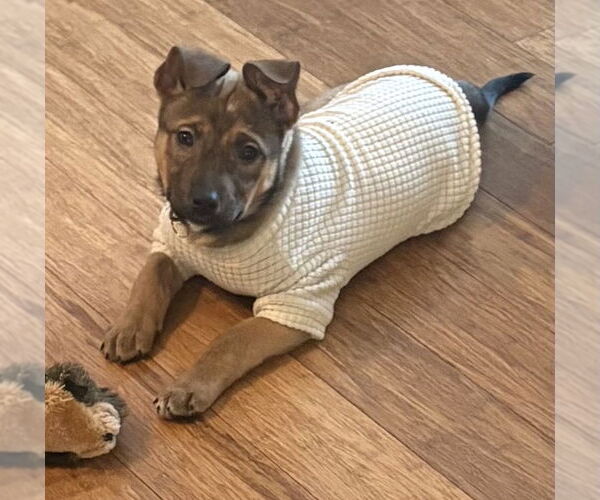 Medium Photo #4 Mutt Puppy For Sale in Brooklyn Center, MN, USA