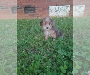 Poodle (Toy)-YorkiePoo Mix Puppy for sale in SHELBY, NC, USA