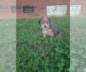 -Poodle (Toy) Mix Puppy for sale in SHELBY, NC, USA