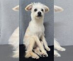 Small Photo #3  Puppy For Sale in , 