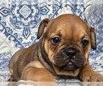 Image preview for Ad Listing. Nickname: Jazzy