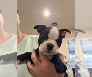 Boston Terrier Puppy for sale in FREDONIA, KS, USA