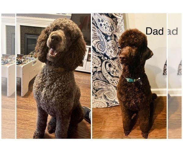 Medium Photo #1 Poodle (Standard) Puppy For Sale in CLAYTON, NC, USA