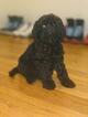 Small Photo #6 Goldendoodle-Poodle (Standard) Mix Puppy For Sale in DETROIT, MI, USA