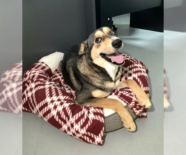 Medium Photo #4 German Shepherd Dog-Unknown Mix Puppy For Sale in Corpus Christi, TX, USA