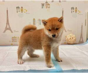 Shiba Inu Puppy for sale in CHICAGO, IL, USA