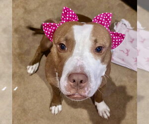Mutt Dogs for adoption in Mount Laurel, NJ, USA