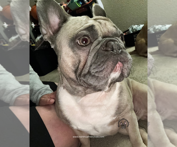Medium Photo #4 French Bulldog Puppy For Sale in SACRAMENTO, CA, USA