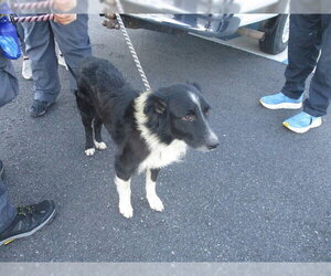 Australian Shepherd Dogs for adoption in Ocala, FL, USA
