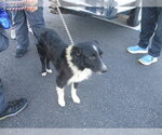 JAKE - Male Australian Shepherd Dog for Adoption - Small photo