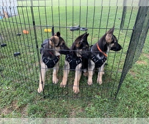 German Shepherd Dog Puppy for sale in GEORGETOWN, PA, USA