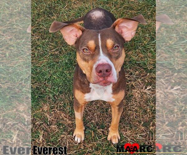 Medium Photo #14 Catahoula Leopard Dog-Unknown Mix Puppy For Sale in Maryville, TN, USA