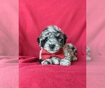 Small Photo #7 Sheepadoodle Puppy For Sale in GLEN ROCK, PA, USA