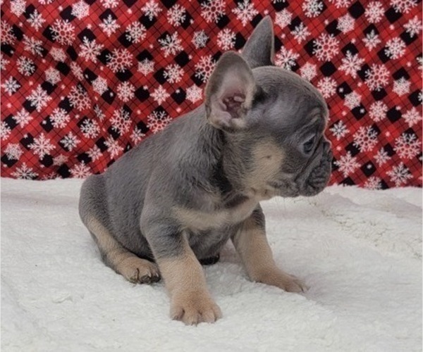 Medium Photo #11 French Bulldog Puppy For Sale in BLAKESBURG, IA, USA