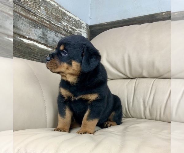 Medium Photo #4 Rottweiler Puppy For Sale in BRIGHTON, CO, USA