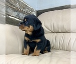 Small Photo #4 Rottweiler Puppy For Sale in BRIGHTON, CO, USA