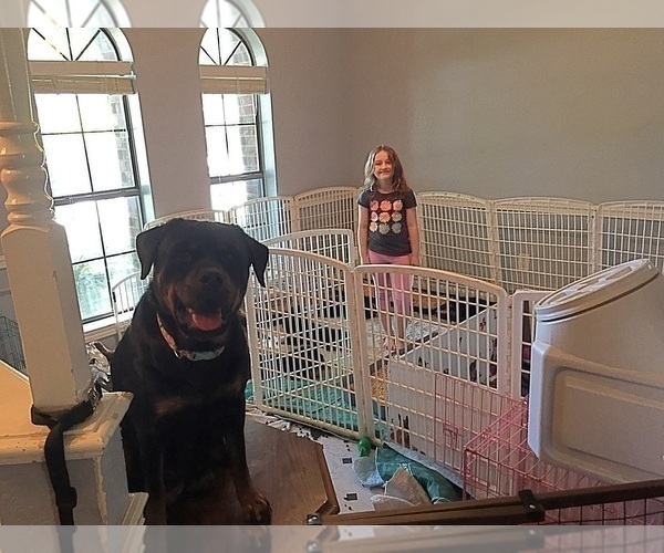 Full screen Photo #21 Rottweiler Puppy For Sale in GARLAND, TX, USA