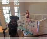 Small Photo #21 Rottweiler Puppy For Sale in GARLAND, TX, USA