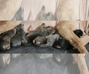 Chinese Shar-Pei Puppy for Sale in APPLE VALLEY, California USA
