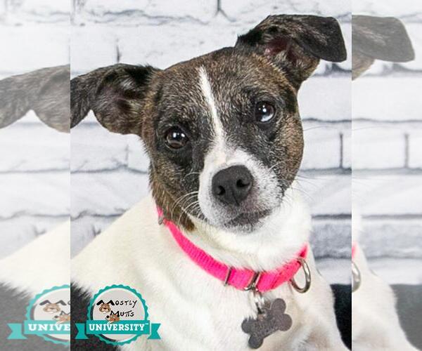 Medium Photo #5 Jack Russell Terrier-Unknown Mix Puppy For Sale in Kennesaw, GA, USA