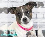 Small #4 Jack Russell Terrier Mix