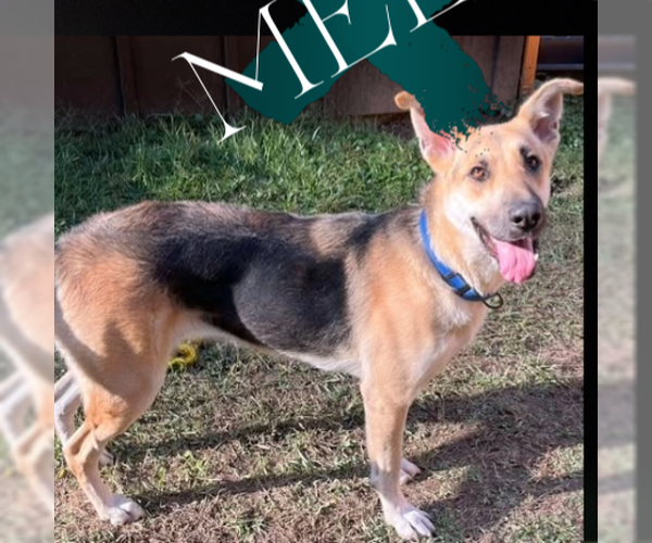 Medium Photo #3 German Shepherd Dog-Unknown Mix Puppy For Sale in Rockaway, NJ, USA