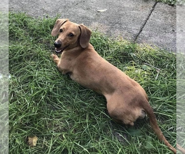 Medium Photo #1 Dachshund Puppy For Sale in SOUTHPORT, IN, USA