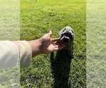 Puppy Berry French Bulldog