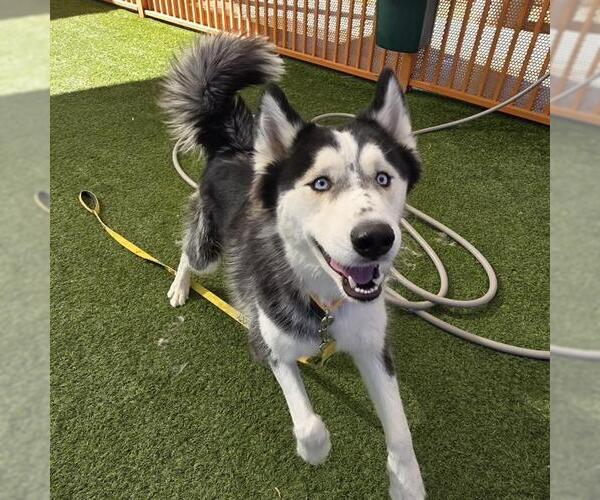 Medium Photo #1 Siberian Husky-Unknown Mix Puppy For Sale in Las Vegas, NV, USA