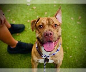 Mutt Dogs for adoption in Orlando, FL, USA