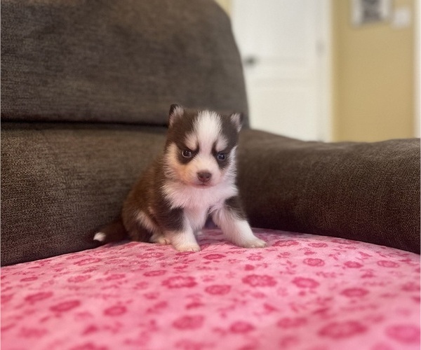 Medium Photo #4 Pomsky Puppy For Sale in DRACUT, MA, USA