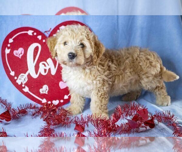 Medium Photo #1 Miniature Labradoodle Puppy For Sale in MILLERSBURG, OH, USA