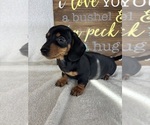 Dalton - Male Dachshund Puppy for Sale - Photo #5
