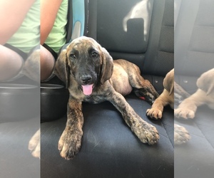 Bloodhound-Chesapeake Bay Retriever Mix Dogs for adoption in CAVE IN ROCK, IL, USA