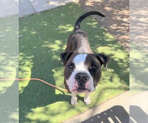 Boxer-Unknown Mix Dogs for adoption in Chandler, AZ, USA