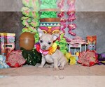 Puppy Zax Chihuahua