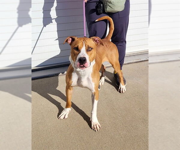 Medium Photo #1 Staffordshire Bull Terrier-Unknown Mix Puppy For Sale in Louisville, KY, USA