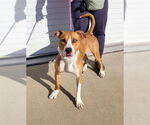 Small Staffordshire Bull Terrier Mix