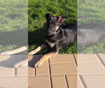 Small #1 Mutt