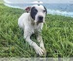 Small #2 Staffordshire Bull Terrier Mix