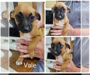 Chihuahua-Unknown Mix Dogs for adoption in Cranston, RI, USA